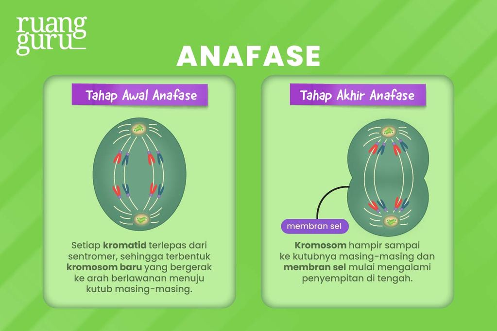 Pengertian & Tahap-Tahap Pembelahan Sel Mitosis | Biologi Kelas 12